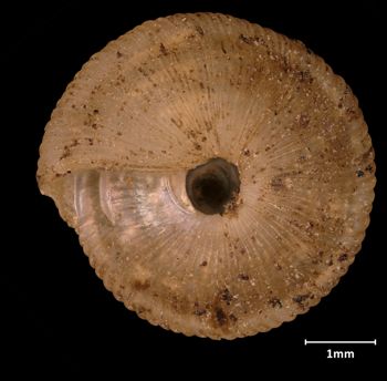 Media type: image;   Malacology 17237 Aspect: basal